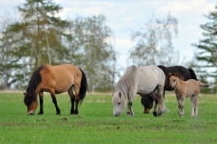 Дело о фиктивной покупке лошадей якутской компанией направлено в суд