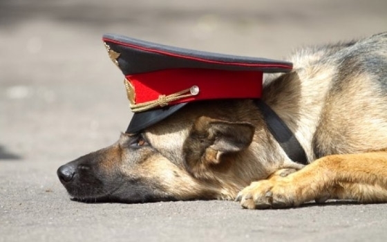 В Якутске служебная собака вывела на след злоумышленников, совершивших кражу