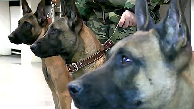 Западные СМИ испугались клонированных "псов войны" из ледяной Якутии (+видео)