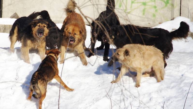 В Якутске собаки растерзали прохожего