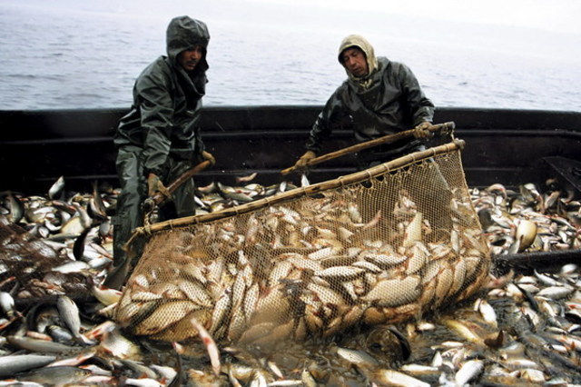 В Якутии выловлено более трех тысяч тонн рыбы