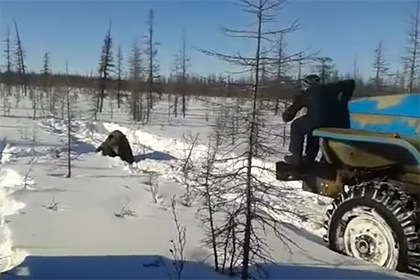 Полиция в Якутии занялась проверкой видео с давившими медведя вахтовиками (+видео)