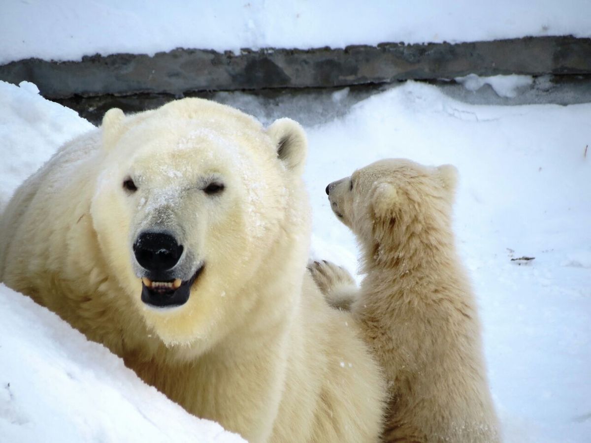 Вольер белых медведей закрыт для посетителей до 31 мая