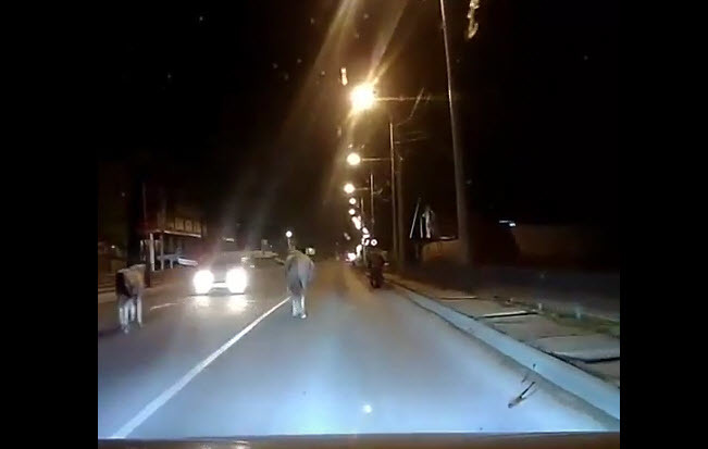 Иномарка сбила жеребенка в Якутске (+видео)