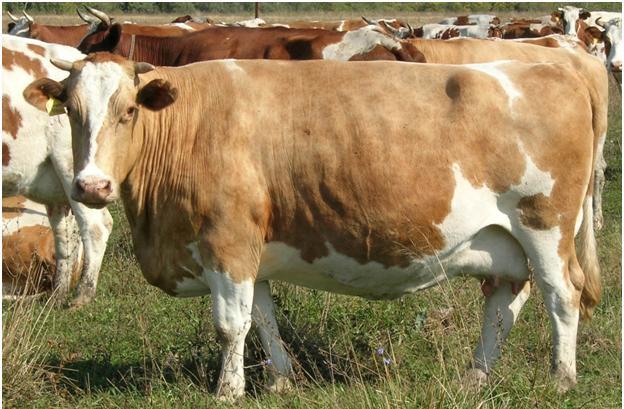 В Амгу привезли 140 коров симментальской породы из Алтая