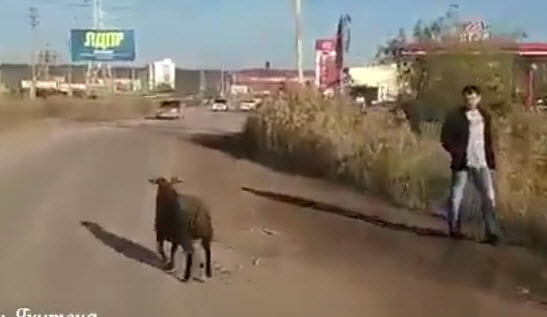 В Якутске барашек сбежал от Курбан-Байрам (+видео)
