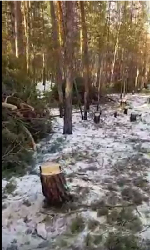 На Сергеляхе вырубают лес (+видео)