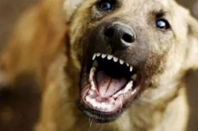 В Якутии на восьмилетнюю девочку напали собаки