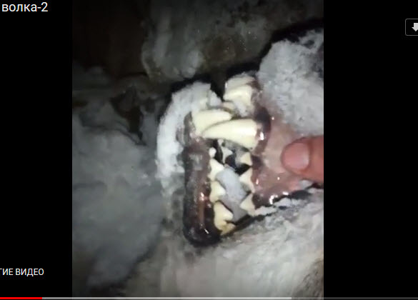 В Оленьке предотвратили нападение волка на оленеводческую палатку (+видео)
