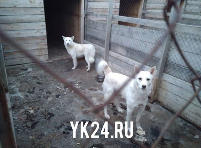 В Якутии в пункте передержки обнаружили кладбище домашних животных