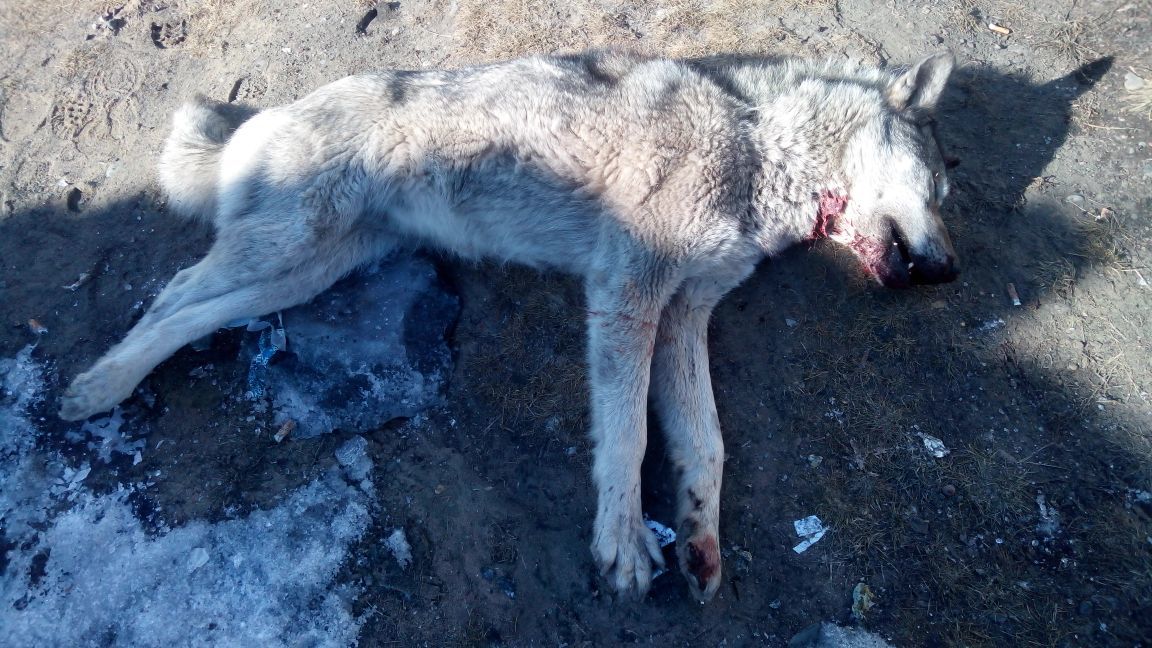 В якутском поселке полицейские обезвредили дикое животное, пробравшееся на территорию поселка
