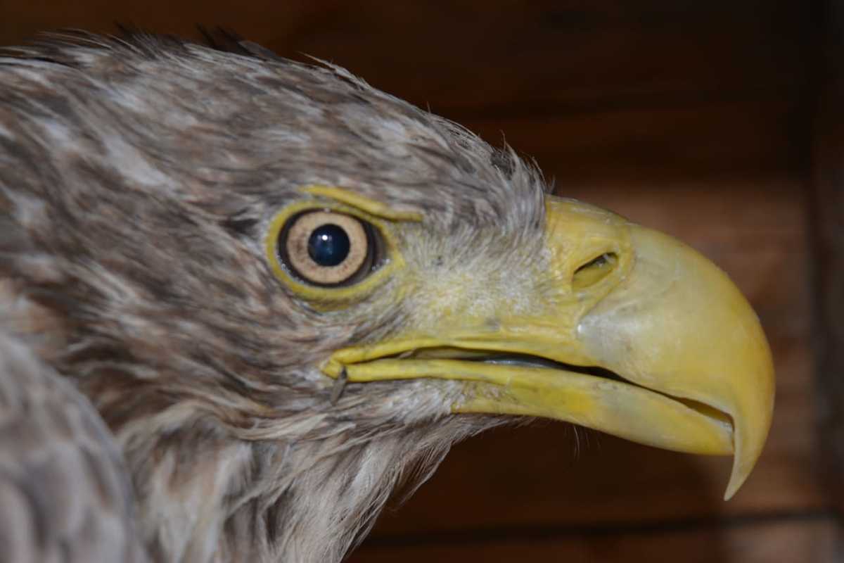 В Нижнеколымском районе спасли орлана-белохвоста