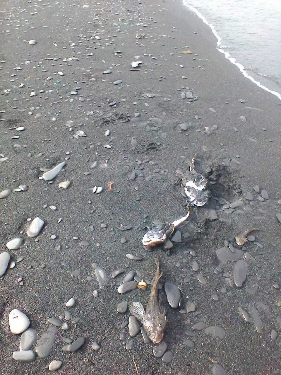 В Булунском улусе обнаружены мертвые рыбы. Идет проверка