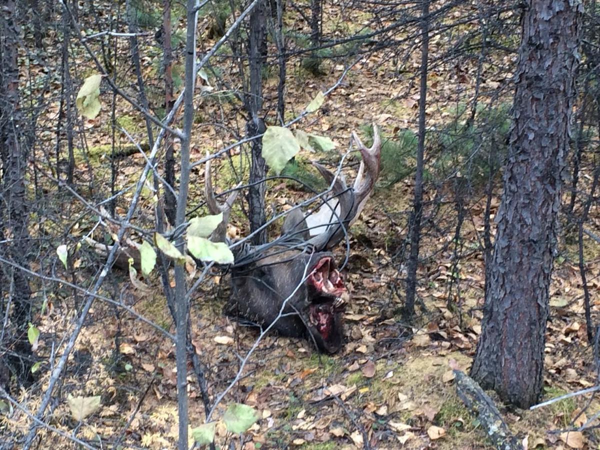 В Якутии лося, запутавшегося в проводах ВОЛС, убили браконьеры
