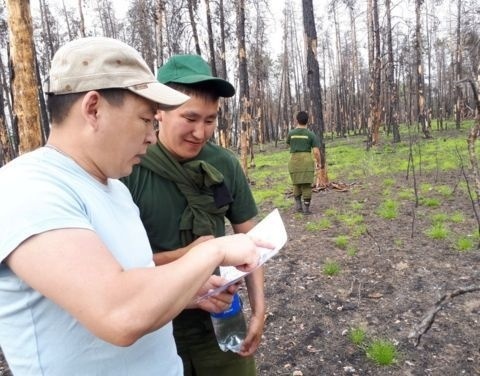 В лесах Якутии проводятся лесопатологические обследования