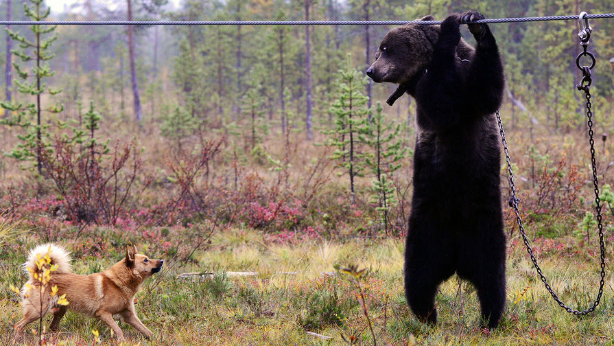«В Москве не понимают, как опасны медведи». Вступил в силу закон против жестоких методов тренировки охотничьих собак