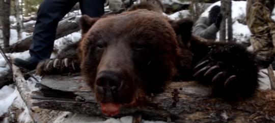 В Иркутской области опровергли незаконную охоту губернатора на медведя