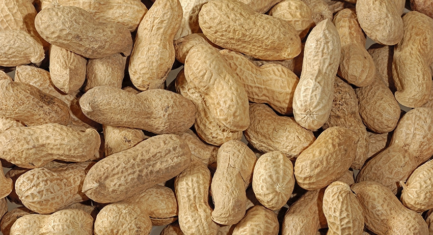 Россельхознадзор вернул в Китай около 20 т токсичного арахиса