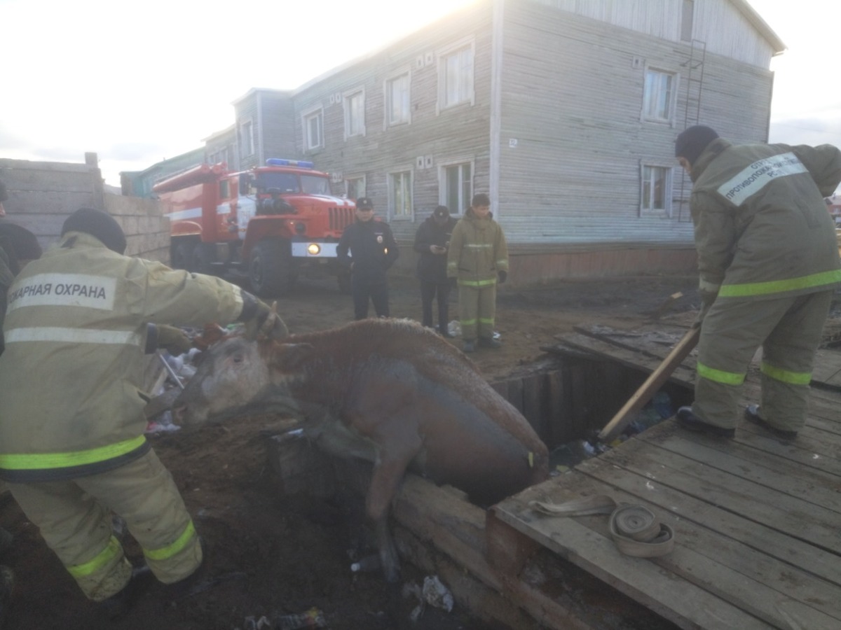 Пожарные села Сунтар вытащили корову из помойной ямы (видео)