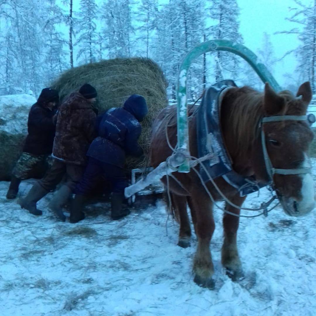 В Якутии на Рождество учителя заменили скотников и доярок