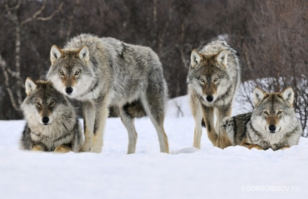 Сенатор Борисов актуализировал проблему регулирования численности волков