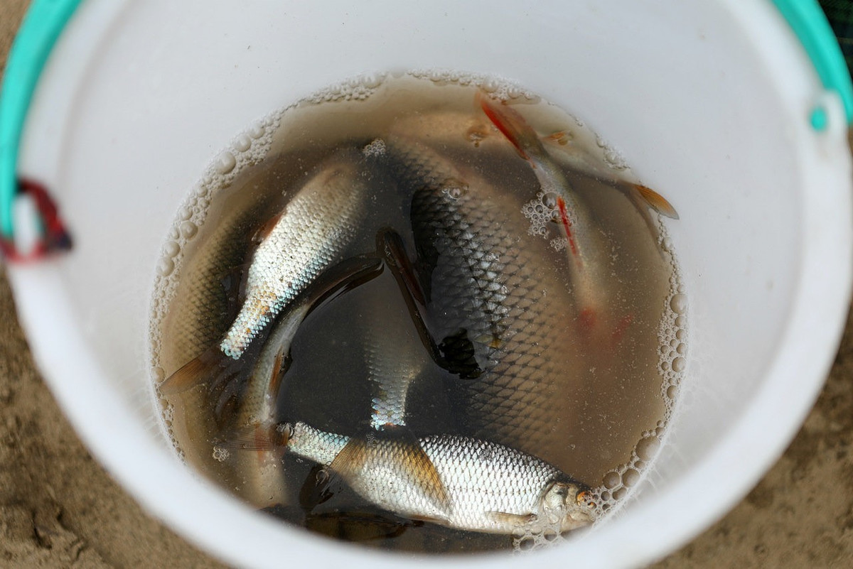 Жители Якутии стали чаще заражаться паразитами после употребления речной рыбы
