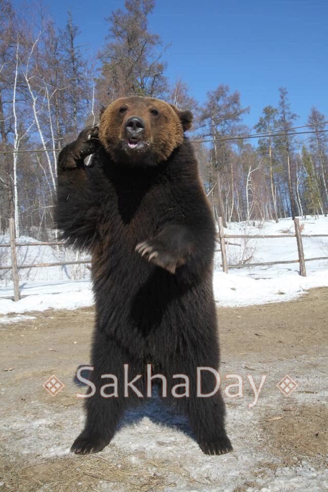 Близ Якутска полицейские застрелили медведя, отпущенного на волю из клуба "Кыымаан", и преодолевшего сотни километров