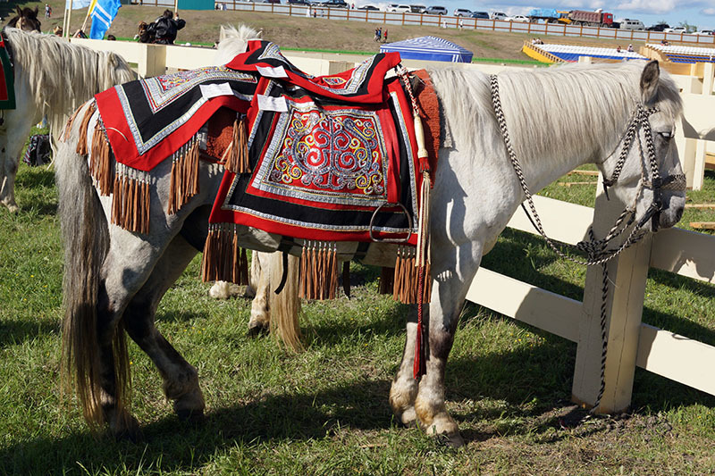 Сегодня в Якутске впервые состоится парад конных всадников