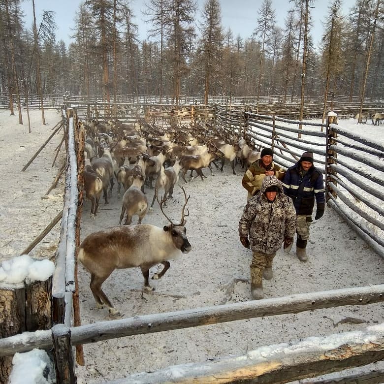 WWF* России сообщает о незаконном отстреле 20 тыс. северных оленей