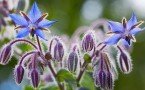 Зачем шпинат, когда есть borago officinalis: огуречная трава нужна каждому дачнику — вот 3 неоспоримых аргумента