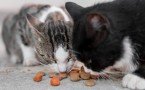 Не кормите кошку сухим кормом: 4 главных табу — вы убиваете своего питомца