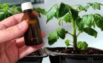 3 подкормки — и рассада будет мощнейшей: проверенная схема на весну для томатов