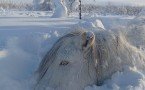 В Абыйском улусе из-за аномального снегопада погибли лошади. Удастся ли восстановить поголовье?