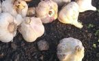Секрет ядрёного урожая: 3 вещи, которые нужно сделать с озимым чесноком в марте и апреле