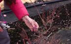 Секатор в руки: 5 кустарников, которые нужно срочно обрезать в начале апреля, пока не проснулись почки