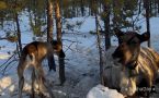 К новорожденному олененку Ленину Амуровичу из Якутска едут ученые из Санкт-Петербурга
