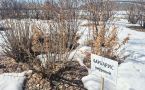 В Ботаническом саду СВФУ начинается продажа саженцев деревьев и кустарников