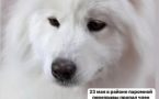 Награда нашедшему собаку Шейлу возросла до 100 тысяч рублей