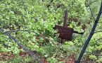 Мистика: якутские вахтовики нашли могилу ребенка в глухой тайге