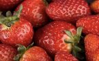 От клубники потяжелеют карманы — этим летом ваш урожай не будет съеден долгоносиком, и всего благодаря 1 методу