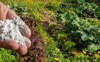 Сделайте это до сентября: заварка, кофейная гуща и этот продукт вернут плодородие любым грядкам