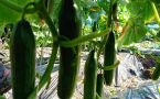 Всего 1 ложка на ведро воды: огурцы никак не остановятся — секретная подкормка