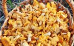 Почему лисички никогда не бывают червивыми: научное объяснение