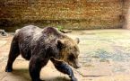 Можно ли убежать от медведя? Зоологи дали чёткий ответ, который спасёт жизнь каждому грибнику