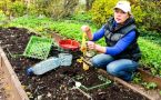 Где посадить тюльпаны в сентябре: 3 места, где луковицы точно не вымерзнут и порадуют пышным цветением весной