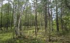 В Якутии мужчина, блуждавший в лесу почти месяц, столкнулся с медведем