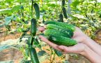 Секреты обычного огурца: почему диетологи называют его идеальным продуктом для лета и легкого рациона