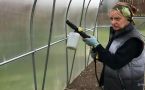Химия, шашка или горчица? Чем обработать теплицу в конце августа