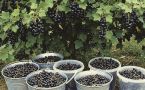 Августовский уход за смородиной: как заставить куст работать на урожай будущего года