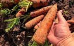 Засыпьте морковь этой «пылью» — овощи останутся сочными и твёрдыми до весны